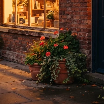 Terracotta pots of red geraniums and trailing ivy on the pavement outside the shop, lit by warm evening light